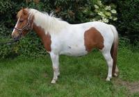 Craquotte indian's pony